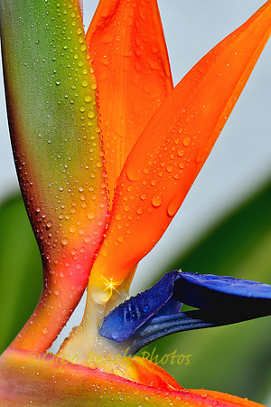 Paradise Bird