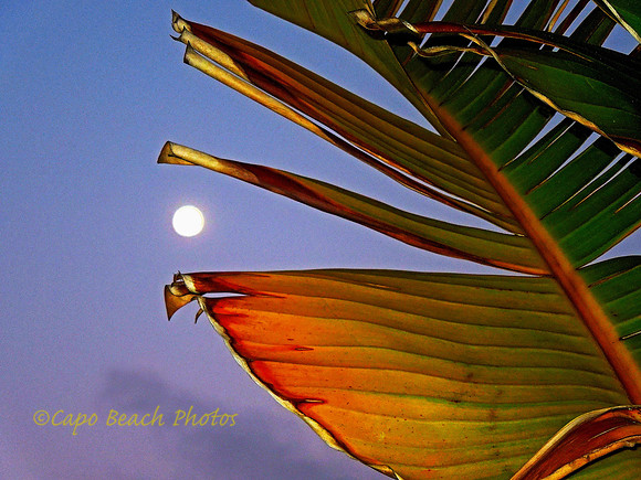 Big Leaf Moon