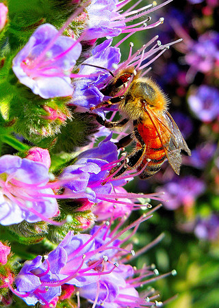 Honey Bee Baby_Madeira