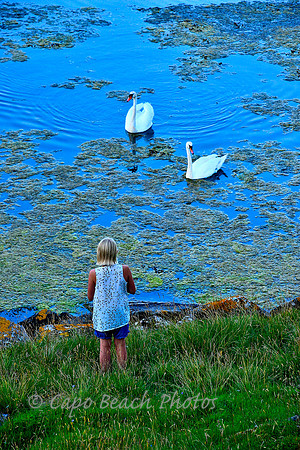 Feeding Swans