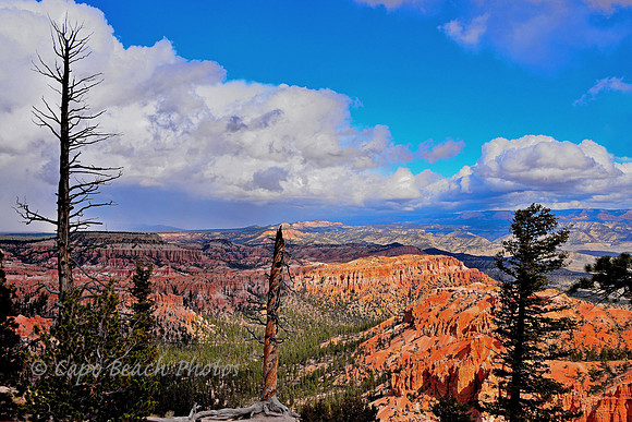 Bryce Point Trees