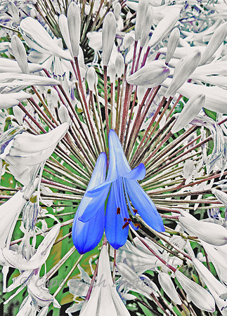 Lily Of Nile in Bold