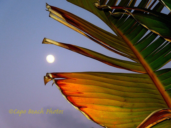 Paradise Moonlight