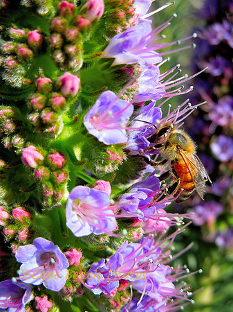 Hey Honey Bee