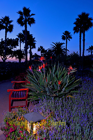 Night Garden Oasis