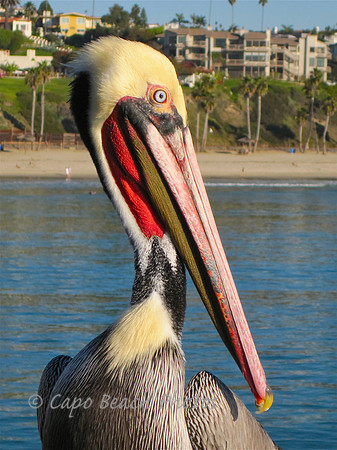 Pelican Pete