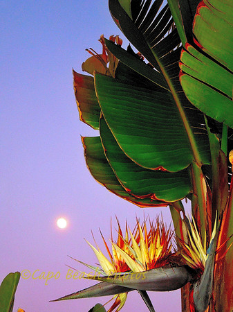 Paradise Big Bird At Night