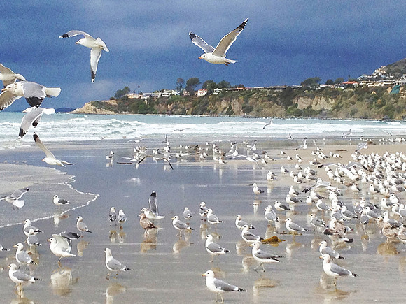 Gulls Beach