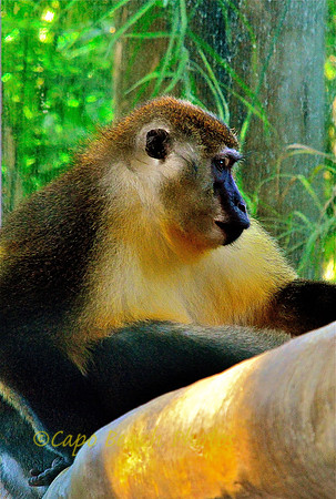 Monkey See