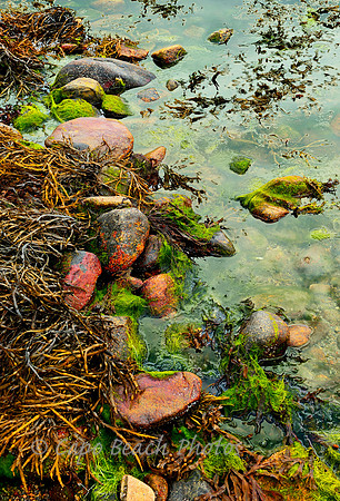 Rocks & Seaweed