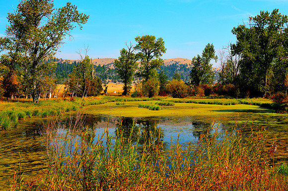 Pasture Pond