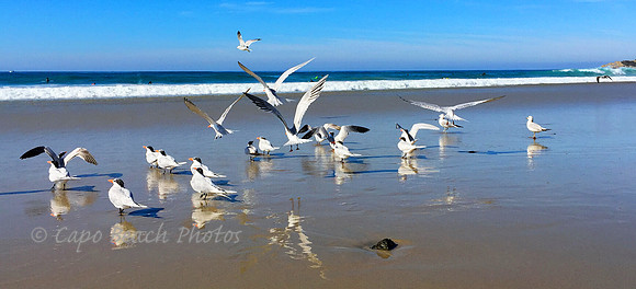 The Birds