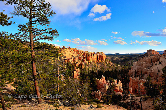 Swamp Canyon View