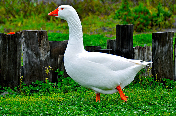 Maria Goose