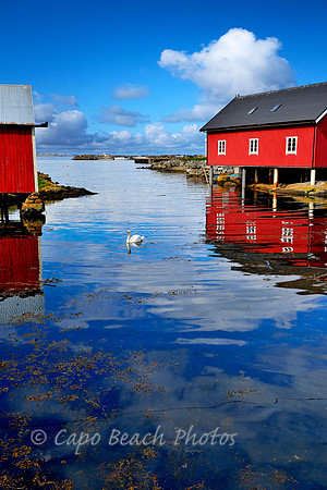 Goose & Buildings in Bud