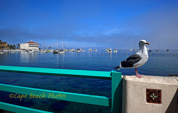Avalon Seagull