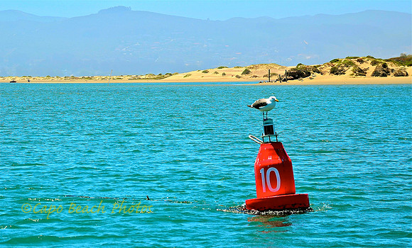 Morro Bay Buoy