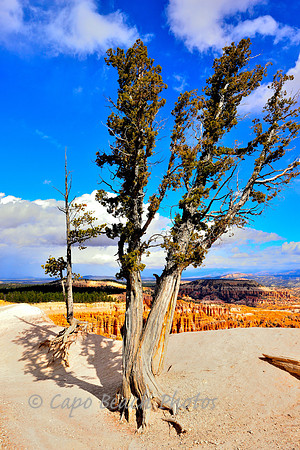 Bristlecone Pine Bryce