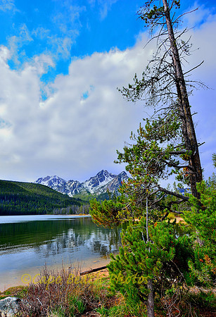 Slanting Tree Stanley Lake
