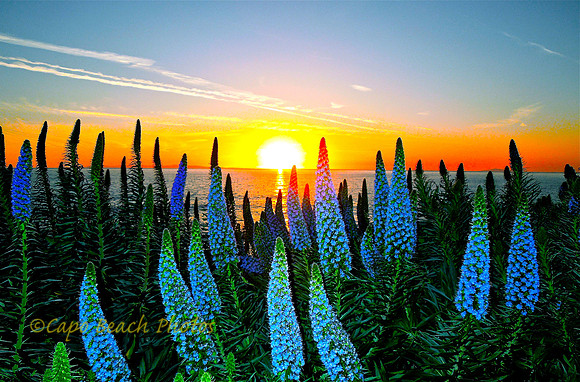 Pride Of Madeira Sunset