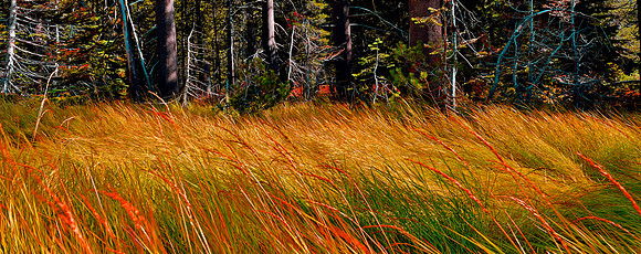 Fire Grass