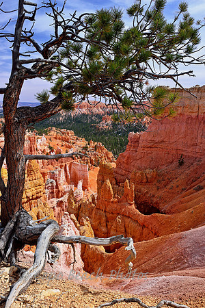 Bryce Under The Rim
