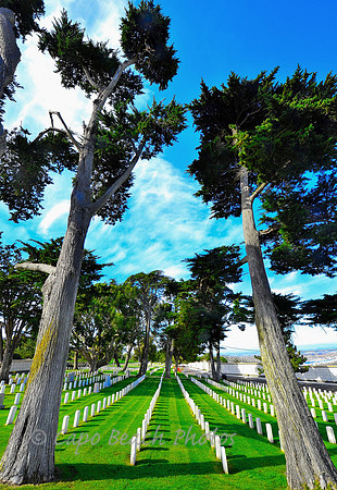 Cemetery Trees